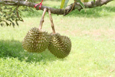 Durians from rural farmland of East of Thailand
