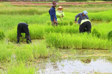 NACHUAK, MAHASARAKHAM - JULY 27 : Unidentified farmers are working in rice field on July 27, 2012 at plantation, Nachuak, Mahasarakham, Thailand.のeditorial素材