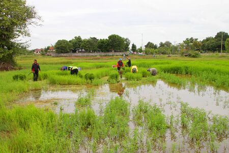 NACHUAK, MAHASARAKHAM - JULY 27 : Unidentified farmers are working in rice field on July 27, 2012 at plantation, Nachuak, Mahasarakham, Thailand.のeditorial素材