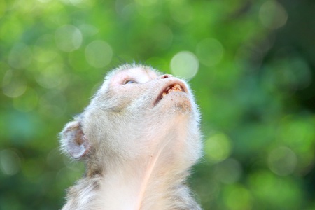 Crab-eating macaque or long-tailed macaque, Kosamphe forest park, Mahasarakham, Thailandの写真素材