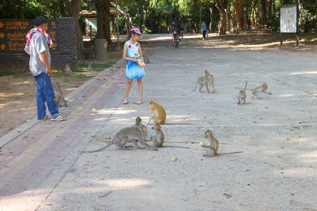 KOSUMPHISAI, MAHASARAKHAM - JULY 21 : Unidentified tourist is feeding food to long-tailed macaques on July 21, 2012 at Kosumphe forest park, Kosumphisai, Mahasarakham, Thailand.のeditorial素材