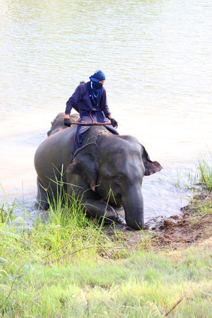 MUANG, BURIRAM - MAY 20 : Unidentified man is riding elephant up on May 20, 2012 at river near  suburban zone, Muang, Buriram, Thailand.のeditorial素材