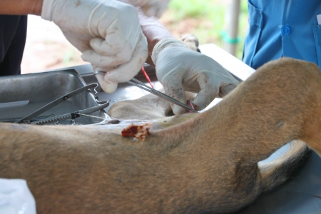 Veterinary surgery and vasectomy of male dogの写真素材