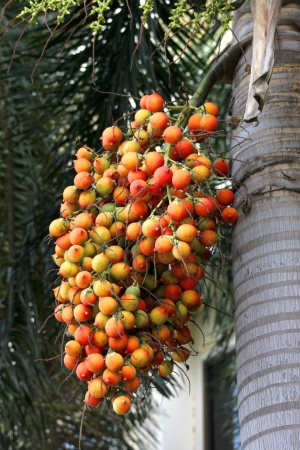 Betel nuts - Areca catechu Linn.の写真素材