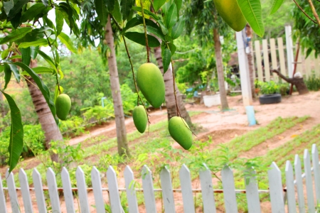 Mango tree in garden that full of fruitsの写真素材