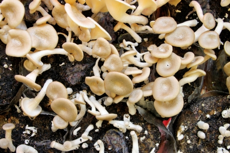 A kind of mushrooms -  Lentinus polychrous Lev. の写真素材