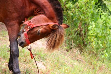 Thai local horse is in rural farmlandの写真素材
