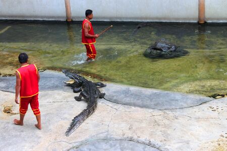 SAMUT PRAKAN, THAILAND - OCTOBER 17 : Unidentified men are performing in playing with crocodile show on October 17, 2010 at crocodile farm, Samut Prakan, Thailand. のeditorial素材