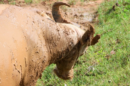 Local Thai large bovine water buffalo cowの写真素材