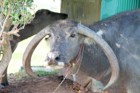 Local Thai large bovine water buffalo cowの写真素材