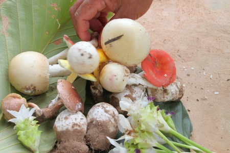 Mushrooms in natural rain forest of Thailandの写真素材