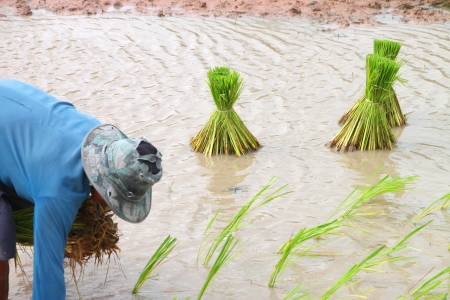 Growing rice in September, the last month to growing rice in season of Thailandの写真素材