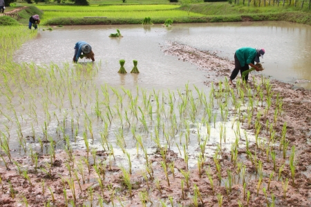 Growing rice in September, the last month to growing rice in season of Thailandの写真素材