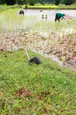 Hoe digging tool on the ground and farmers growing rice in backgroundの写真素材
