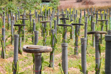 Cactaceous shrub, Pitaya or pitahaya or dragon fruit which yields a delicious red juicy fruits.の写真素材