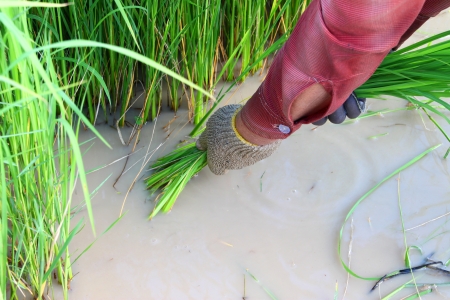 Farmer pulls out young rice from the groundの写真素材