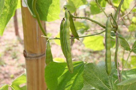 Pachyrhizus erosus (L.) Urban - Jicama or Yam- bean