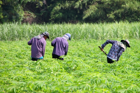MUANG, MAHASARAKHAM - SEPTEMBER 18 : Unidentified workers are working in cassava plantation on September 18, 2012 at local farmland, Muang, Mahasarakham, Thailand.のeditorial素材