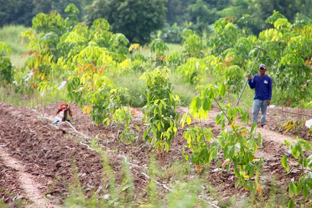 MUANG, BURIRAM - SEPTEMBER 9 : Unidentified man is working in rubber tree plantation on September 9, 2012 at local farmland, Muang, Buriram, Thailand.のeditorial素材