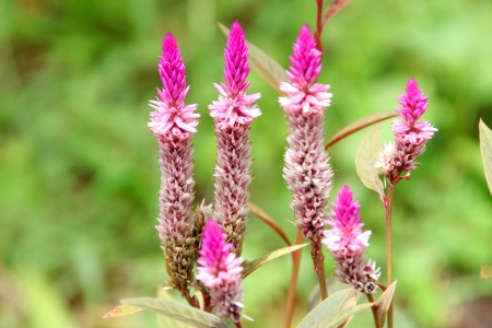 Cockscomb flowers (Celosia flowers) in a tropical garden under the big tree