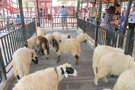 PAK CHONG, KORAT, THAILAND - OCTOBER 13 : The unidentified tourists are feeding sheeps on October 13, 2012 at Chok Chai Farm, Pak Chong, Korat, Thailand.のeditorial素材