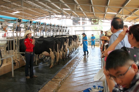 PAK CHONG, KORAT, THAILAND - OCTOBER 13 : The unidentified cowgirl is introducing tourists how to milking cows on October 13, 2012 at Chok Chai Farm, Pak Chong, Korat, Thailand.のeditorial素材