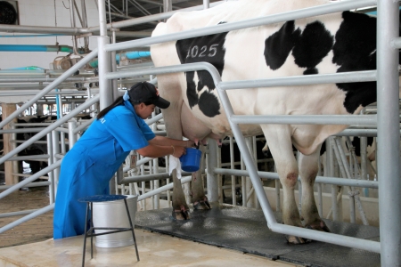 PAK CHONG, KORAT, THAILAND - OCTOBER 13 : The unidentified worker is milking a cow on October 13,...
