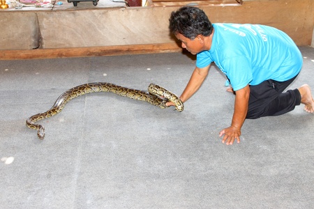 THA TUM, SURIN, THAILAND - OCTOBER 28 : Unidentified man is performing in snake show on October 28, 2012 at elephant study center, Ban Ta Klang, Tha Tum, Surin, Thailand.のeditorial素材
