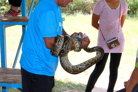 THA TUM, SURIN, THAILAND - OCTOBER 28 : Unidentified man is performing in snake show on October 28, 2012 at elephant study center, Ban Ta Klang, Tha Tum, Surin, Thailand.のeditorial素材