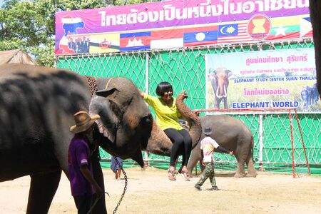 THA TUM, SURIN, THAILAND - OCTOBER 28 : Unidentified tourist is sitting in elephant trunk in elephants show on October 28, 2012 at elephant study center, Ban Ta Klang, Tha Tum, Surin, Thailand.のeditorial素材