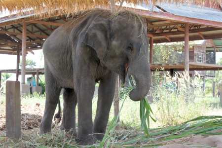 Thai local elephant at elephant study center, Ban Ta Klang, Tha Tum, Surin, Thailand.のeditorial素材