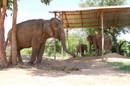 Thai local elephants at elephant study center, Ban Ta Klang, Tha Tum, Surin, Thailand.