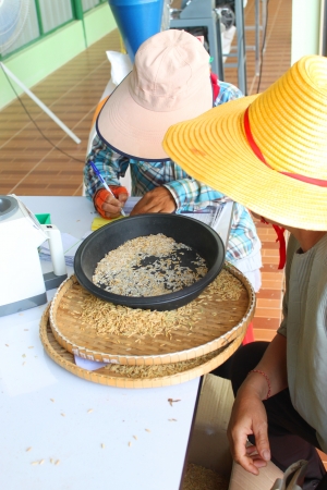 MUANG, MAHASARAKHAM - NOVEMBER 14 : Unidentified farmers are measuring humidity of paddy before selling in rice commercial public project on November 14, 2012 at Agricultural Cooperative, Muang, Mahasarakham, Thailand.のeditorial素材