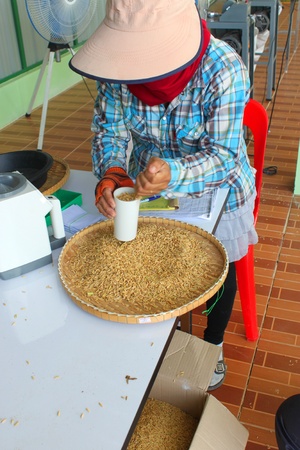 MUANG, MAHASARAKHAM - NOVEMBER 14 : Unidentified farmers are measuring humidity of paddy before selling in rice commercial public project on November 14, 2012 at Agricultural Cooperative, Muang, Mahasarakham, Thailand.のeditorial素材