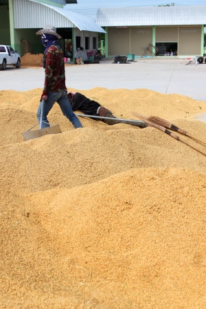 MUANG, MAHASARAKHAM - NOVEMBER 16 : Unidentified farmers are bringing ton of paddy to sell in rice commercial public project on November 16, 2012 at Agricultural Cooperative, Muang, Mahasarakham, Thailand.のeditorial素材