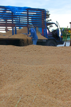 MUANG, MAHASARAKHAM - NOVEMBER 19 : Unidentified farmers are bringing ton of paddy to sell in rice commercial public project on November 19, 2012 at Agricultural Cooperative, Muang, Mahasarakham, Thailand.のeditorial素材