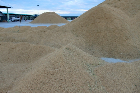 MUANG, MAHASARAKHAM - NOVEMBER 19 : Unidentified farmers are bringing ton of paddy to sell in rice commercial public project on November 19, 2012 at Agricultural Cooperative, Muang, Mahasarakham, Thailand.のeditorial素材