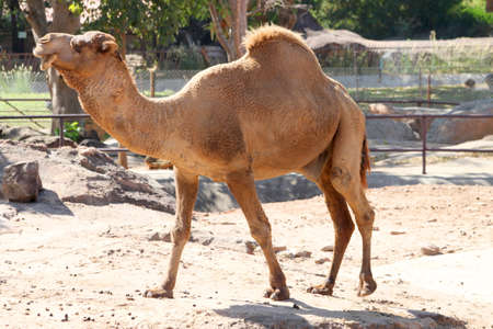 Camel