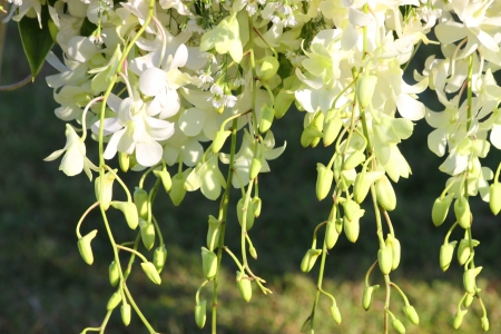 Colorful white orchid flowers decoration backgroundの写真素材