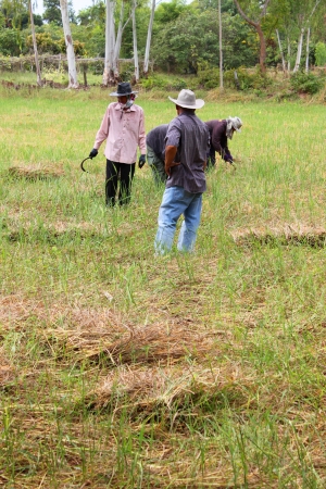 MUANG, MAHASARAKHAM - NOVEMBER 28 : Unidentified farmers are joint harvesting paddy spike on November 28, 2012 at local rice field, Muang, Mahasarakham, Thailand. Joint harvesting or Long-khaek-kio-khao is traditional way to ask the help of friends and neのeditorial素材