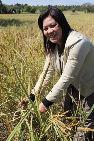 MUANG, MAHASARAKHAM - NOVEMBER 19 : Unidentified farmers are joint harvesting paddy spike on November 19, 2012 at local rice field, Muang, Mahasarakham, Thailand. Joint harvesting or Long-khaek-kio-khao is traditional way to ask the help of friends and neのeditorial素材