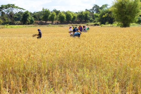 MUANG, MAHASARAKHAM - NOVEMBER 19 : Unidentified farmers are joint harvesting paddy spike on November 19, 2012 at local rice field, Muang, Mahasarakham, Thailand. Joint harvesting or Long-khaek-kio-khao is traditional way to ask the help of friends and neのeditorial素材