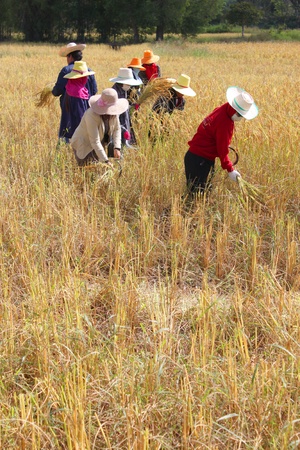 MUANG, MAHASARAKHAM - NOVEMBER 19 : Unidentified farmers are joint harvesting paddy spike on November 19, 2012 at local rice field, Muang, Mahasarakham, Thailand. Joint harvesting or Long-khaek-kio-khao is traditional way to ask the help of friends and neのeditorial素材