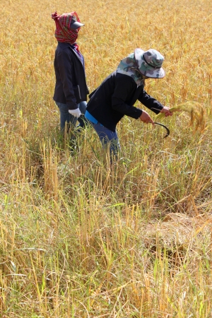 MUANG, MAHASARAKHAM - NOVEMBER 19 : Unidentified farmers are joint harvesting paddy spike on November 19, 2012 at local rice field, Muang, Mahasarakham, Thailand. Joint harvesting or Long-khaek-kio-khao is traditional way to ask the help of friends and neのeditorial素材