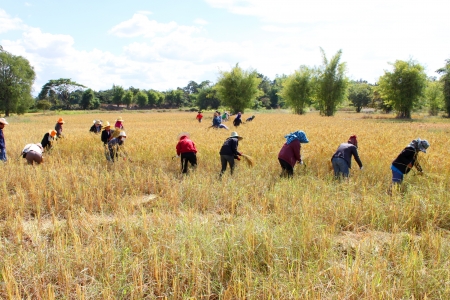 MUANG, MAHASARAKHAM - NOVEMBER 19 : Unidentified farmers are joint harvesting paddy spike on November 19, 2012 at local rice field, Muang, Mahasarakham, Thailand. Joint harvesting or Long-khaek-kio-khao is traditional way to ask the help of friends and neのeditorial素材