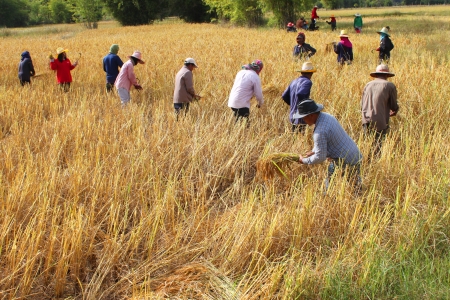 MUANG, MAHASARAKHAM - NOVEMBER 19 : Unidentified farmers are joint harvesting paddy spike on November 19, 2012 at local rice field, Muang, Mahasarakham, Thailand. Joint harvesting or Long-khaek-kio-khao is traditional way to ask the help of friends and neのeditorial素材