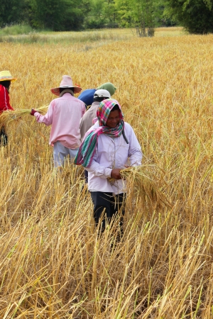 MUANG, MAHASARAKHAM - NOVEMBER 19 : Unidentified farmers are joint harvesting paddy spike on November 19, 2012 at local rice field, Muang, Mahasarakham, Thailand. Joint harvesting or Long-khaek-kio-khao is traditional way to ask the help of friends and neのeditorial素材