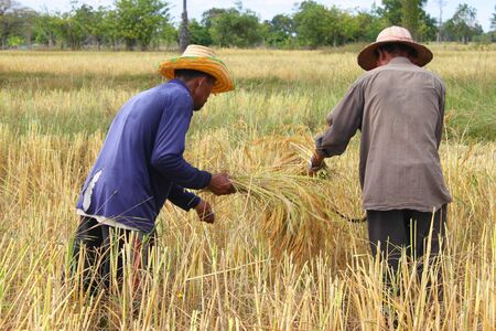 MUANG, MAHASARAKHAM - NOVEMBER 19 : Unidentified farmers are joint harvesting paddy spike on November 19, 2012 at local rice field, Muang, Mahasarakham, Thailand. Joint harvesting or Long-khaek-kio-khao is traditional way to ask the help of friends and neのeditorial素材