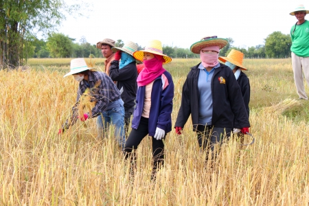 MUANG, MAHASARAKHAM - NOVEMBER 19 : Unidentified farmers are joint harvesting paddy spike on November 19, 2012 at local rice field, Muang, Mahasarakham, Thailand. Joint harvesting or Long-khaek-kio-khao is traditional way to ask the help of friends and neのeditorial素材