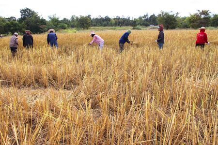 MUANG, MAHASARAKHAM - NOVEMBER 19 : Unidentified farmers are joint harvesting paddy spike on November 19, 2012 at local rice field, Muang, Mahasarakham, Thailand. Joint harvesting or Long-khaek-kio-khao is traditional way to ask the help of friends and neのeditorial素材
